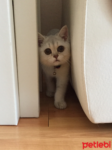 British Shorthair, Kedi  alien fotoğrafı