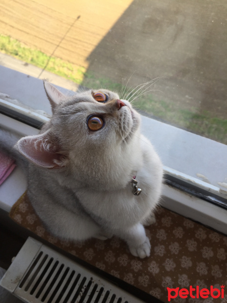 British Shorthair, Kedi  alien fotoğrafı