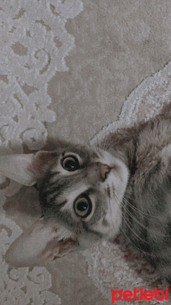 Tekir Kedi, Kedi  Duman fotoğrafı