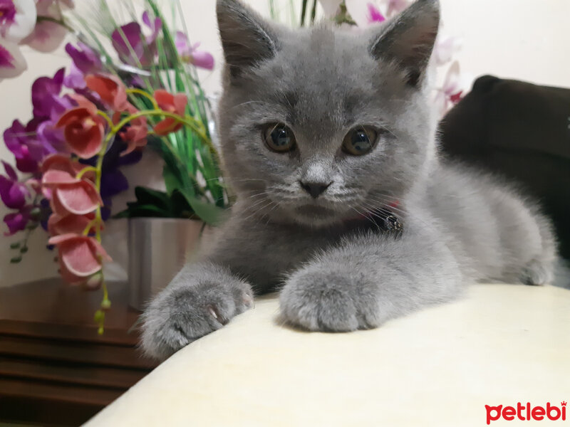 British Shorthair, Kedi  Lila fotoğrafı