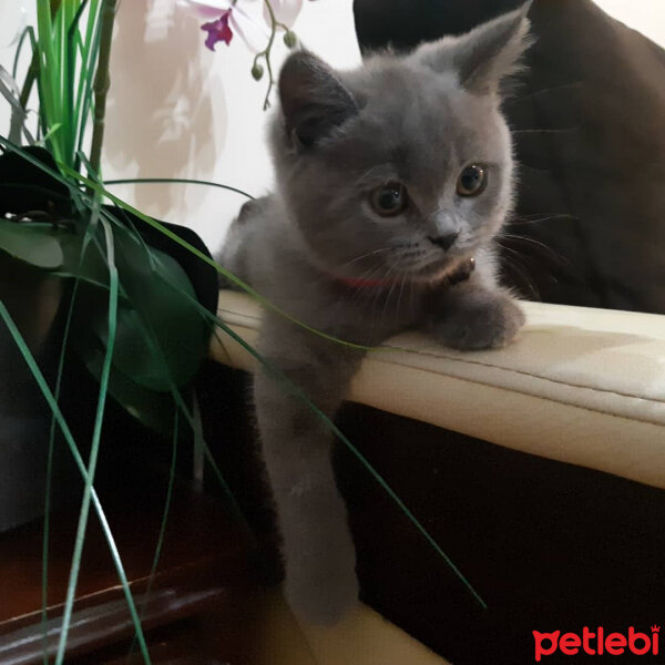 British Shorthair, Kedi  Lila fotoğrafı