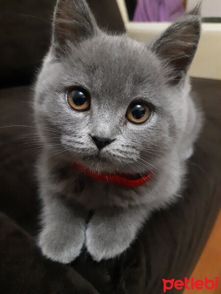 British Shorthair, Kedi  Lila fotoğrafı