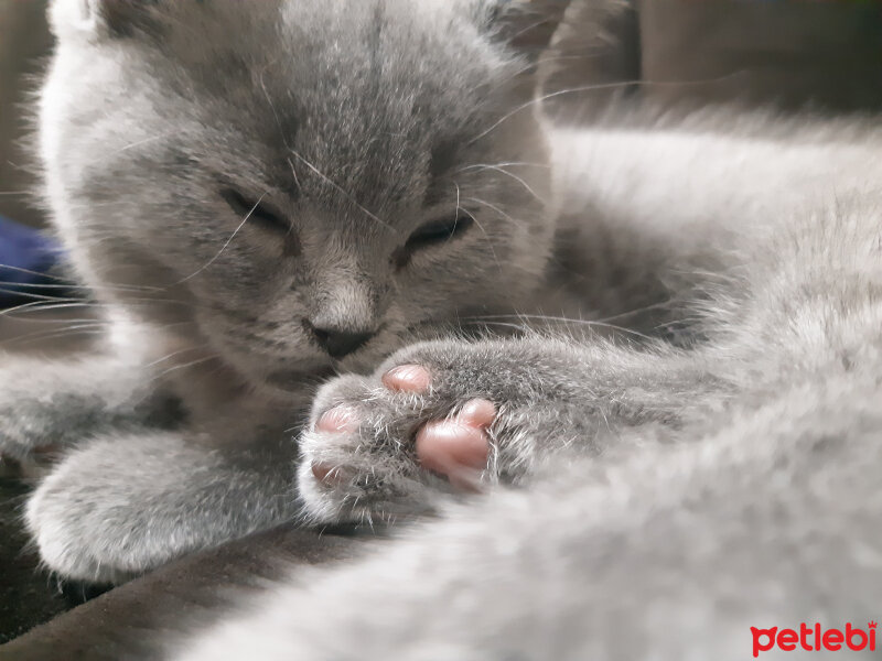 British Shorthair, Kedi  Lila fotoğrafı