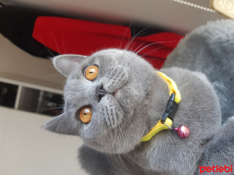 British Shorthair, Kedi  Lila fotoğrafı