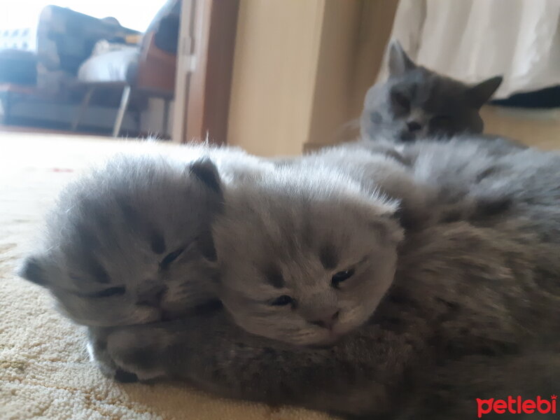 British Shorthair, Kedi  Lila fotoğrafı