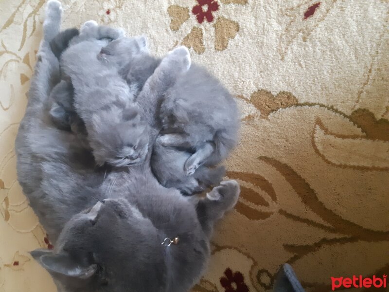 British Shorthair, Kedi  Lila fotoğrafı