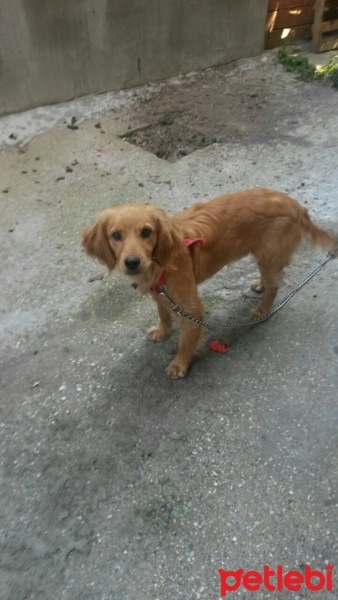 Amerikan Cocker Spaniel, Köpek  Badem fotoğrafı