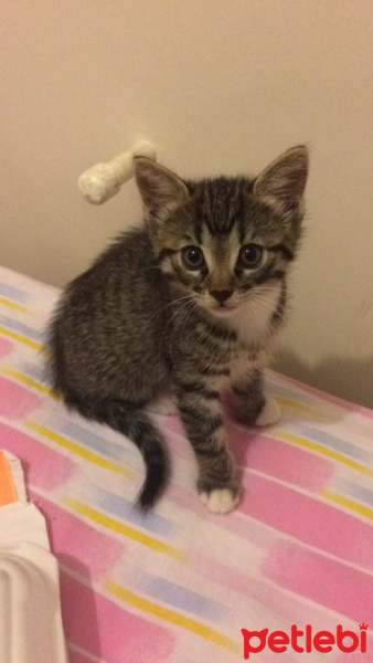 Tekir Kedi, Kedi  Piyu fotoğrafı