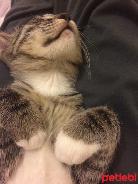 Tekir Kedi, Kedi  Piyu fotoğrafı