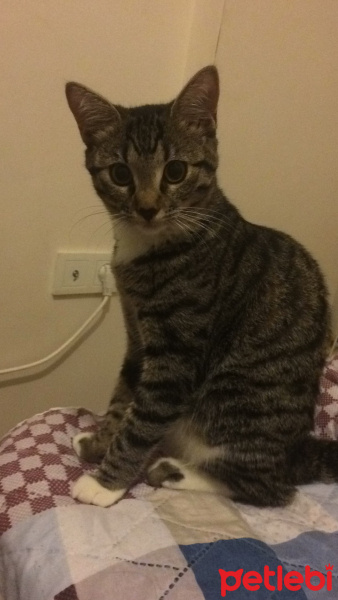 Tekir Kedi, Kedi  Piyu fotoğrafı