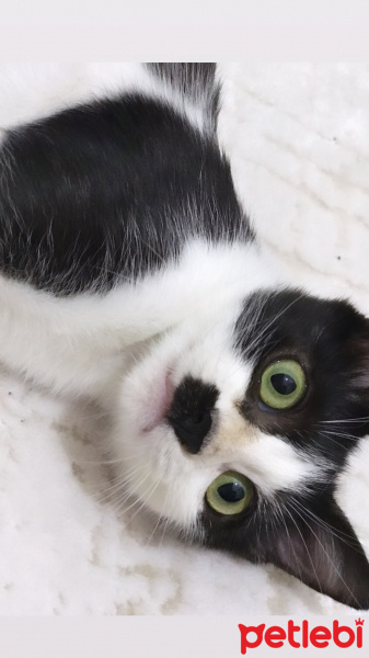 Tuxedo (Smokin) Kedi, Kedi  Nazlı (mia) fotoğrafı