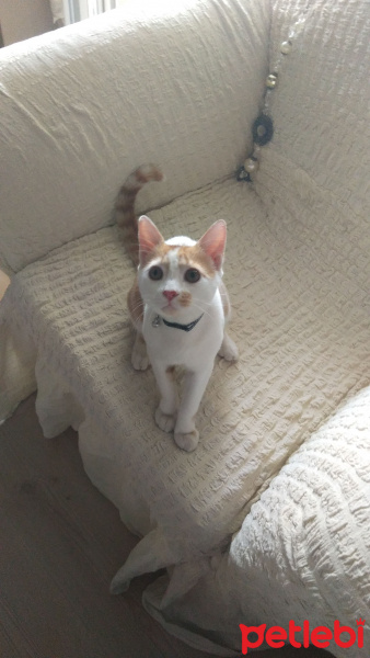Tekir Kedi, Kedi  Latte fotoğrafı