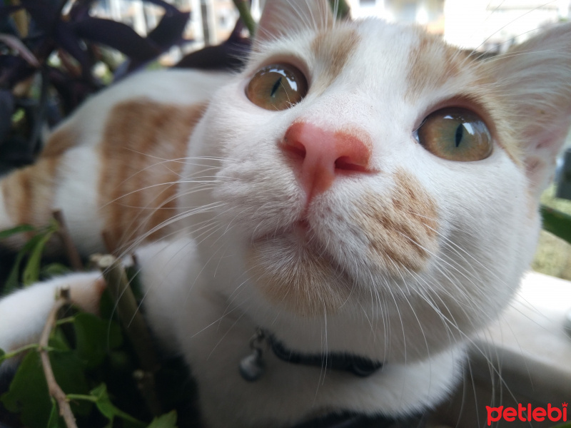 Tekir Kedi, Kedi  Latte fotoğrafı