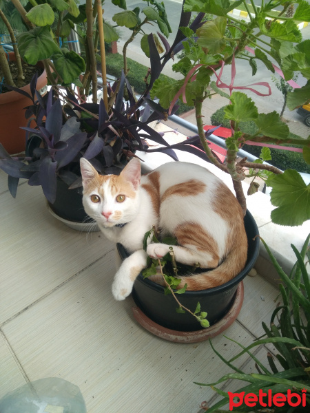Tekir Kedi, Kedi  Latte fotoğrafı