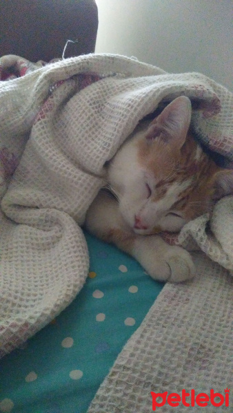Tekir Kedi, Kedi  Latte fotoğrafı