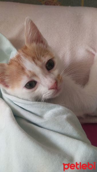 Tekir Kedi, Kedi  Latte fotoğrafı