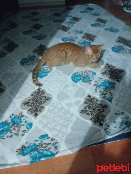 Sarman, Kedi  Sinba fotoğrafı