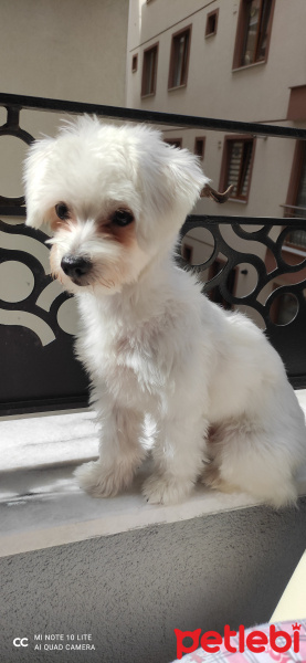 Maltese, Köpek  Roni fotoğrafı