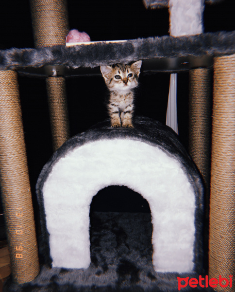 Tekir Kedi, Kedi  Bulut fotoğrafı