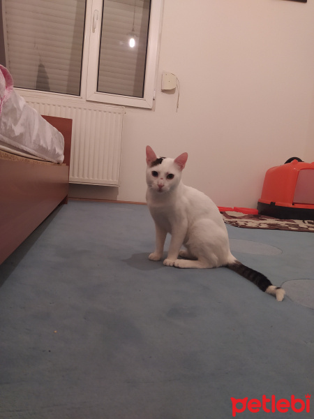 Van Kedisi, Kedi  Latte fotoğrafı