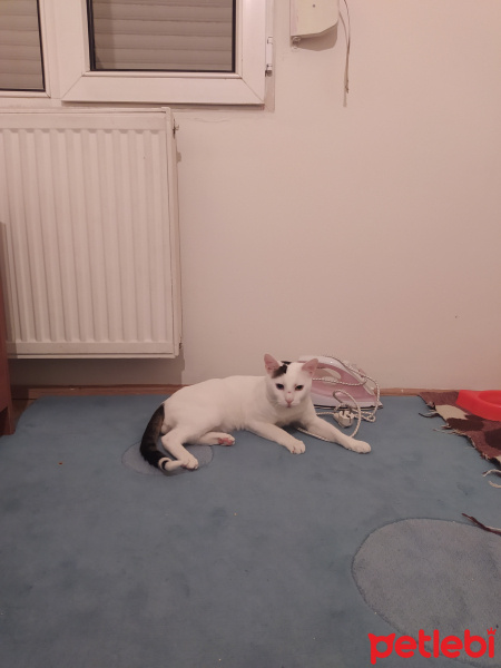 Van Kedisi, Kedi  Latte fotoğrafı