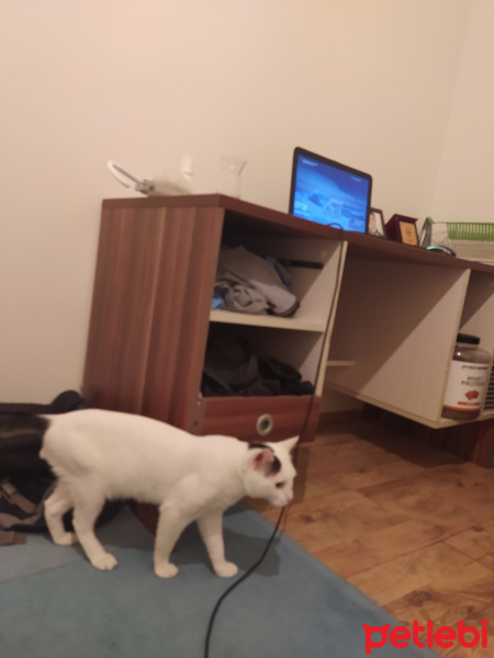 Van Kedisi, Kedi  Latte fotoğrafı