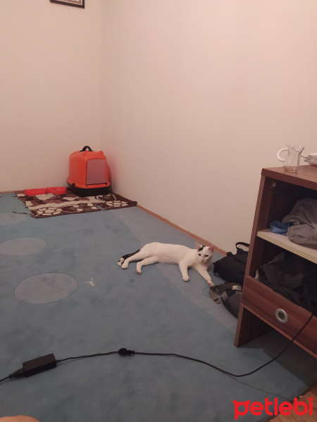 Van Kedisi, Kedi  Latte fotoğrafı