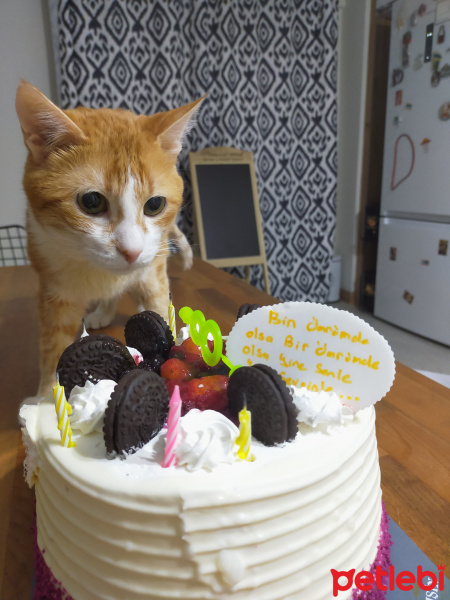 Sarman, Kedi  Aşkım fotoğrafı