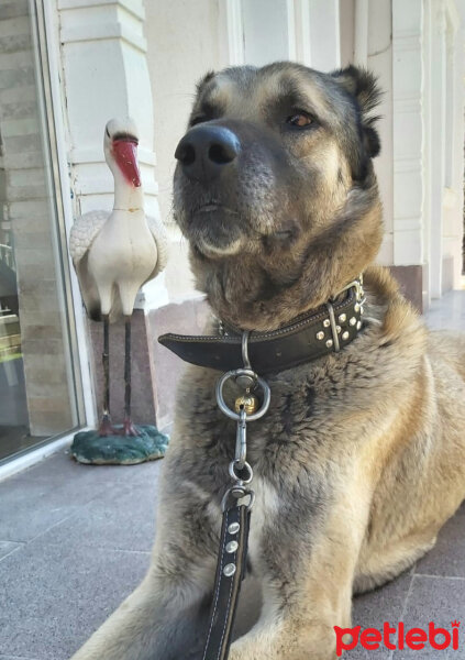 Kangal, Köpek  Reis fotoğrafı