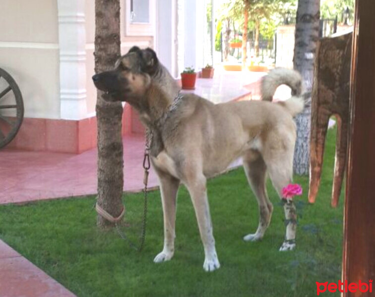 Kangal, Köpek  Reis fotoğrafı