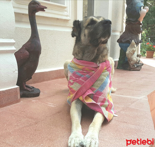 Kangal, Köpek  Reis fotoğrafı