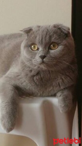 Scottish Fold, Kedi  çakıl  fotoğrafı