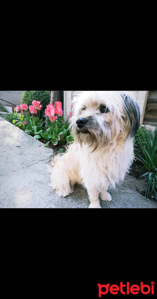 Sokö (Sokak Köpeği), Köpek  Puki fotoğrafı