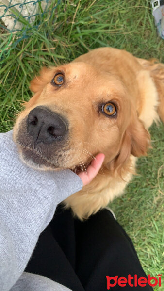 Golden Retriever, Köpek  Fıstık fotoğrafı