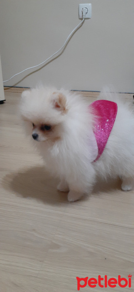Pomeranyalı, Köpek  Jessie fotoğrafı