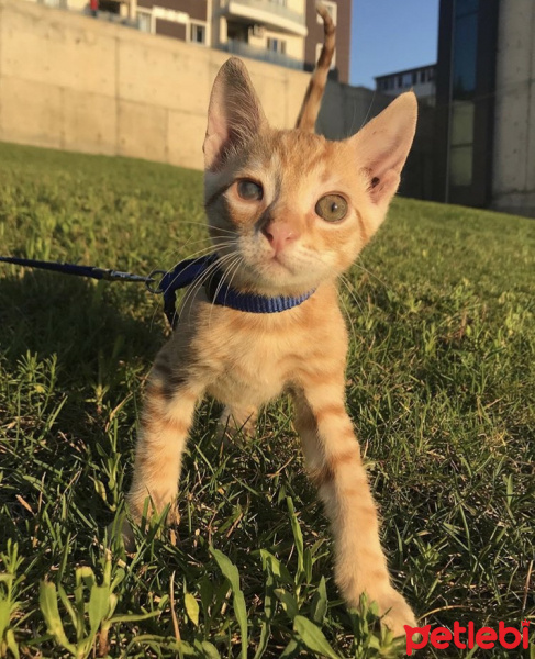 Sarman, Kedi  Pati fotoğrafı
