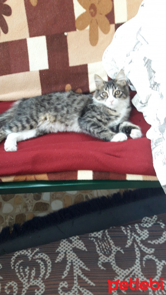 Tekir Kedi, Kedi  badem fotoğrafı