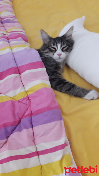 Tekir Kedi, Kedi  badem fotoğrafı