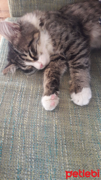 Tekir Kedi, Kedi  badem fotoğrafı