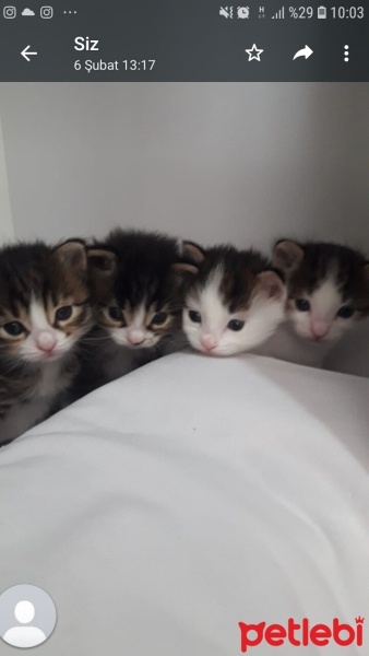 Tekir Kedi, Kedi  badem fotoğrafı