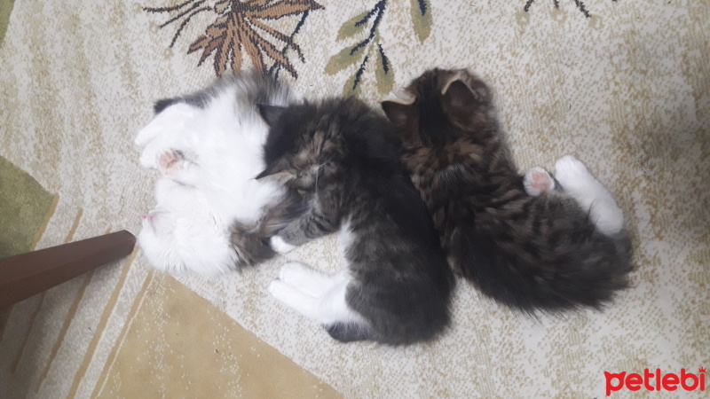 Tekir Kedi, Kedi  badem fotoğrafı