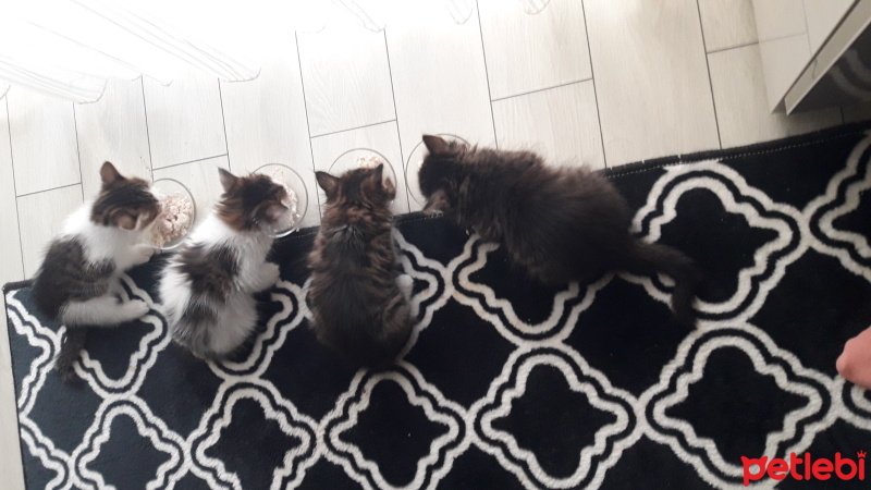 Tekir Kedi, Kedi  badem fotoğrafı