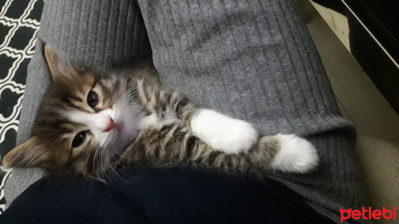 Tekir Kedi, Kedi  badem fotoğrafı