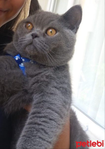British Shorthair, Kedi  Paşa fotoğrafı