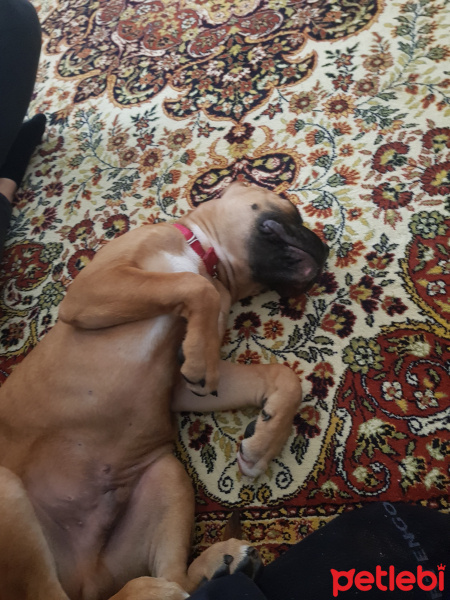 Boxer, Köpek  Louie fotoğrafı