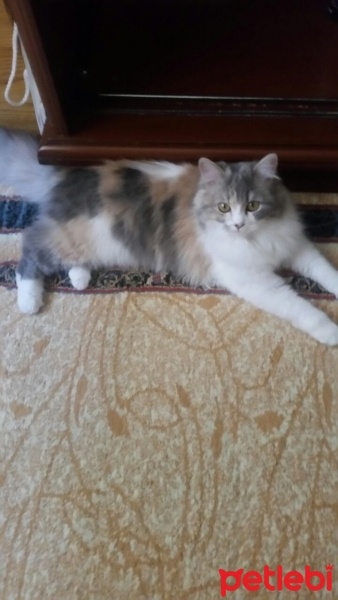İran Kedisi (Persian), Kedi  Maya fotoğrafı