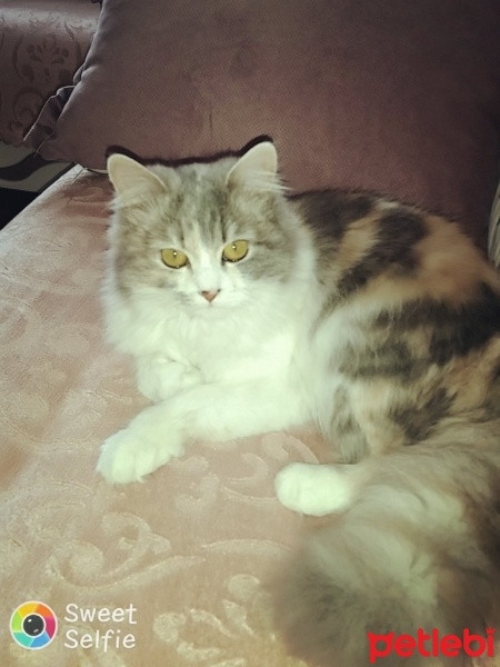 İran Kedisi (Persian), Kedi  Maya fotoğrafı