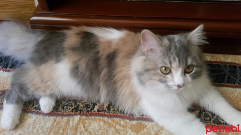 İran Kedisi (Persian), Kedi  Maya fotoğrafı