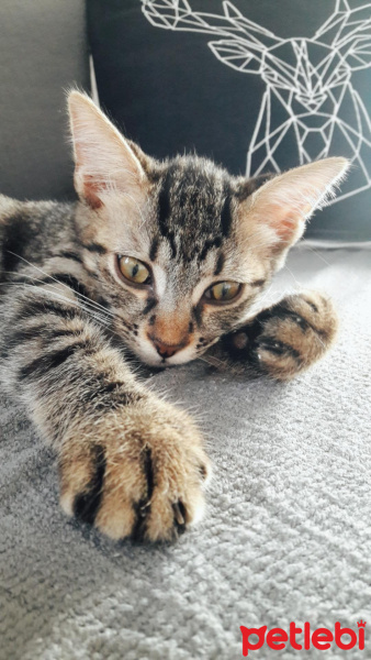 Tekir Kedi, Kedi  Mars fotoğrafı