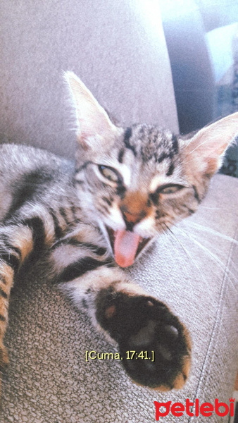 Tekir Kedi, Kedi  Mars fotoğrafı